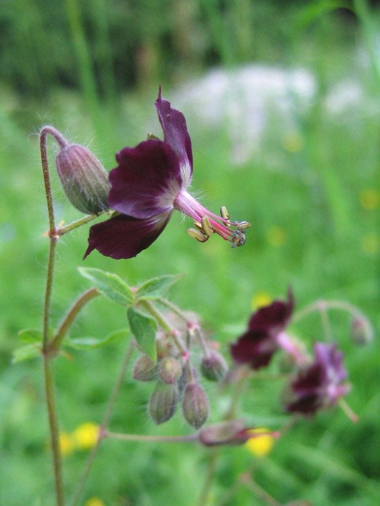 Geranium phaeum